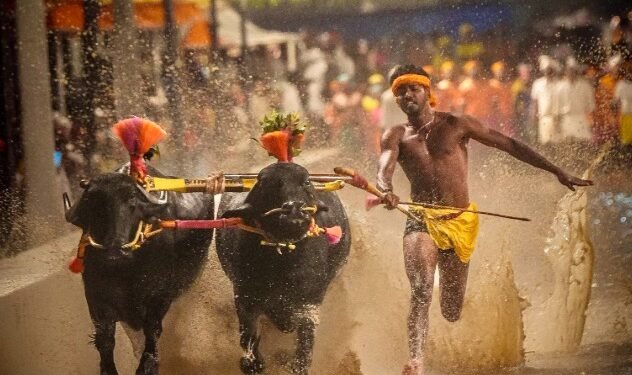 Coastal Karnataka’s Kambala Makes Debut at Mysuru Dasara