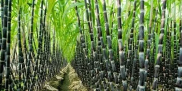 Karnataka CM r Urges PM Modi to Intervene in Sugarcane Farmers’ Crisis