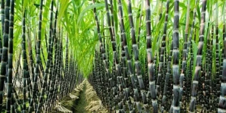 Karnataka CM r Urges PM Modi to Intervene in Sugarcane Farmers’ Crisis