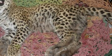 STF formed to probe shooting of Kuno cheetah; five pellet shots recovered from big cat’s body